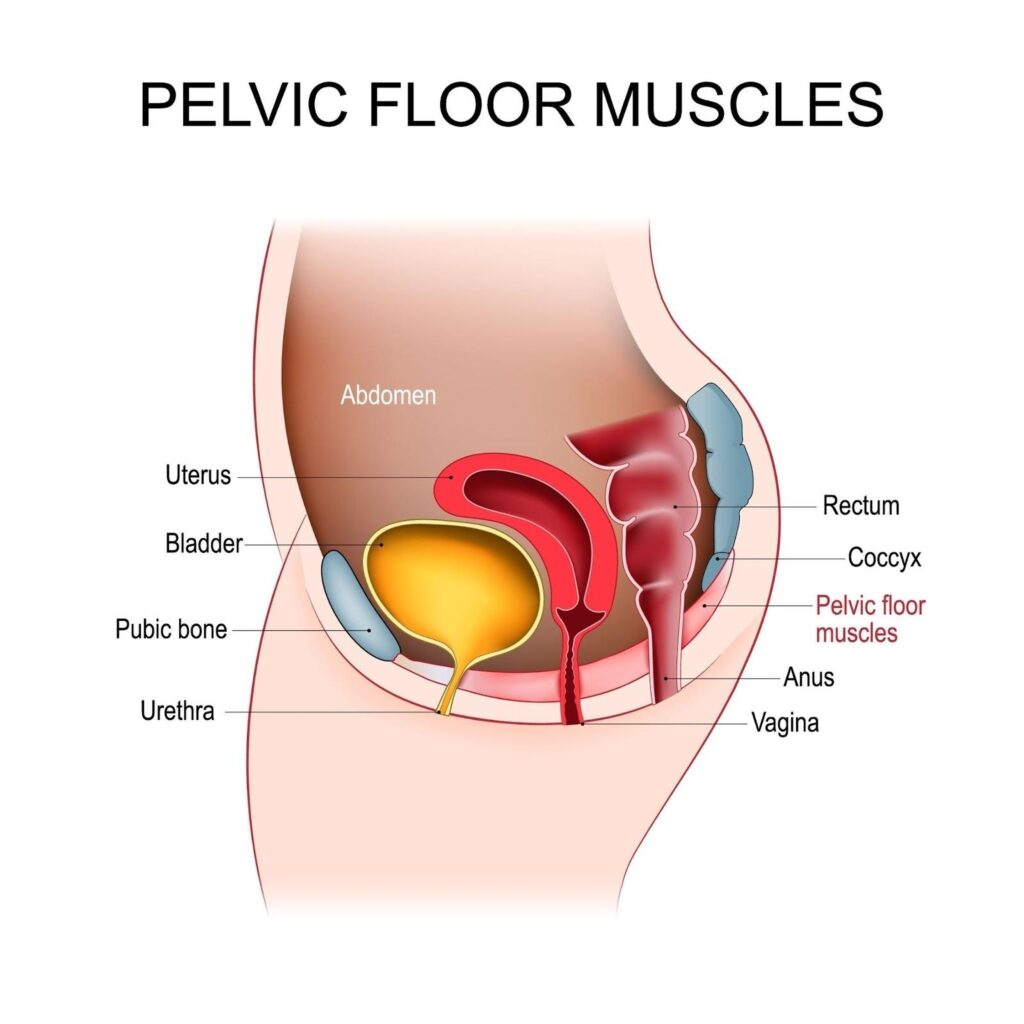 pelvic floor muscles